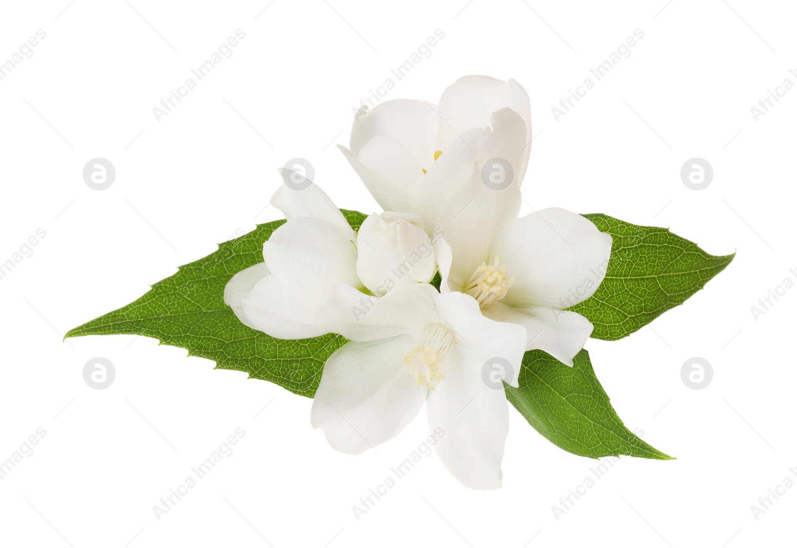 Photo of Branch of jasmine flowers and leaves isolated on white