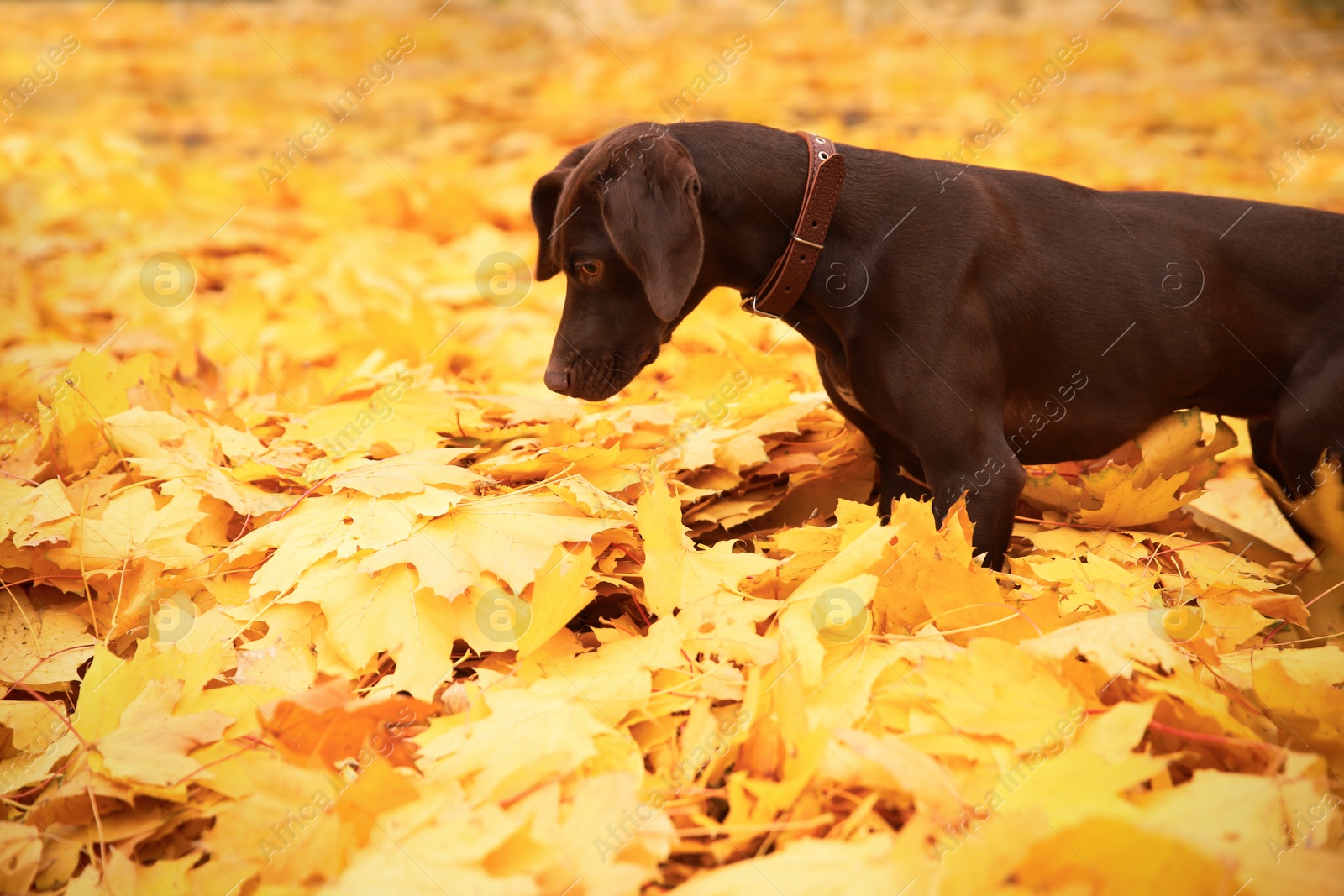 Photo of Cute German Shorthaired Pointer in park on autumn day