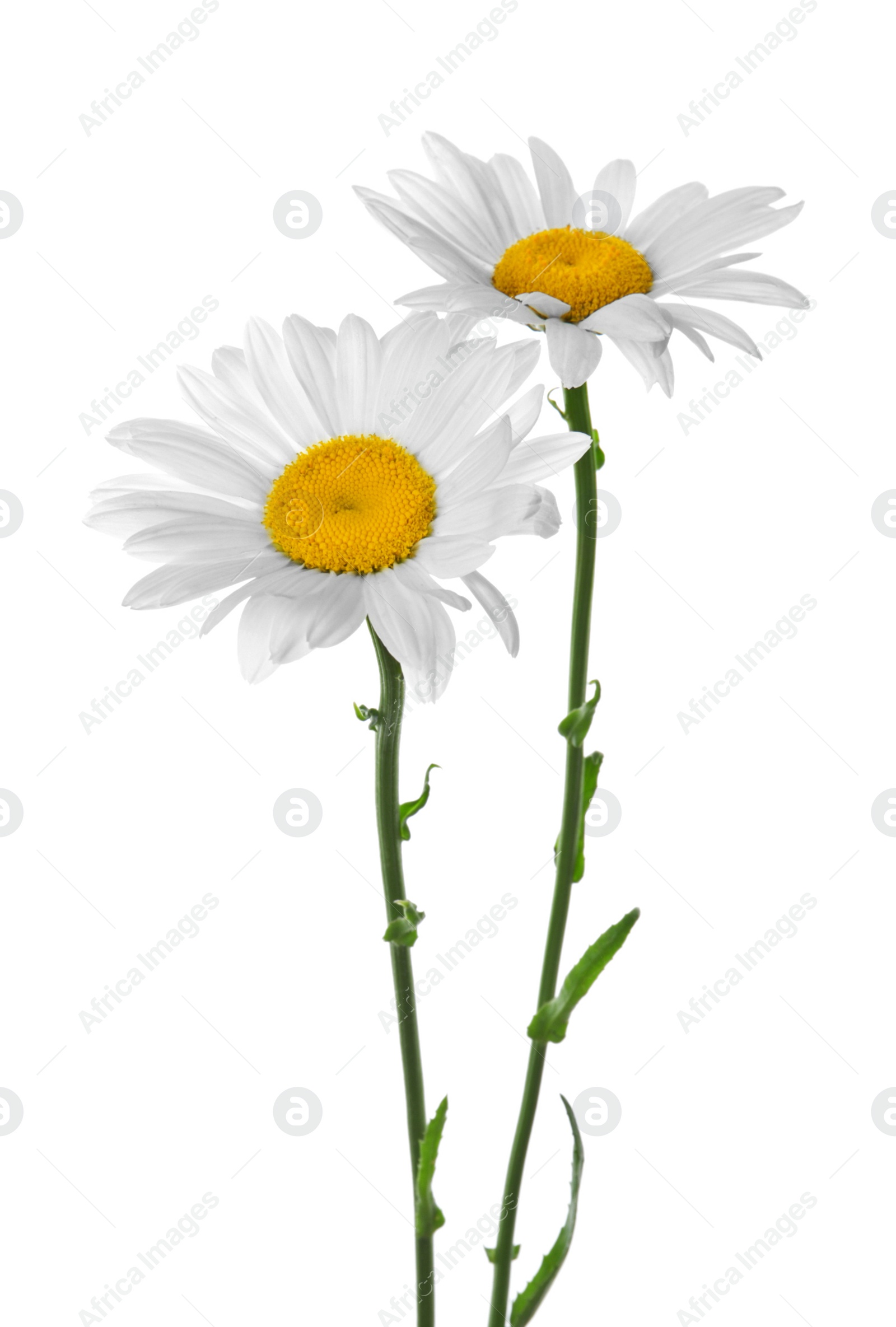 Photo of Beautiful chamomile flowers on white background