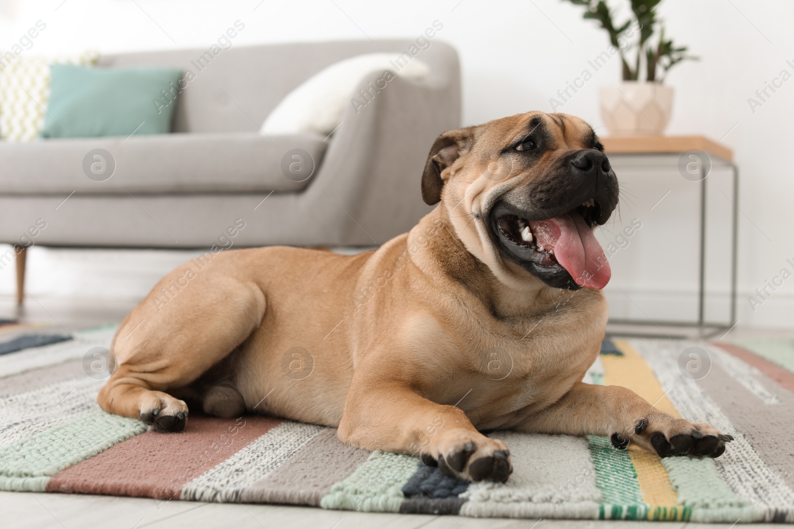 Photo of Cute dog lying on carpet at home