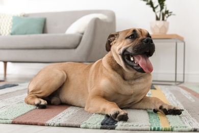 Cute dog lying on carpet at home