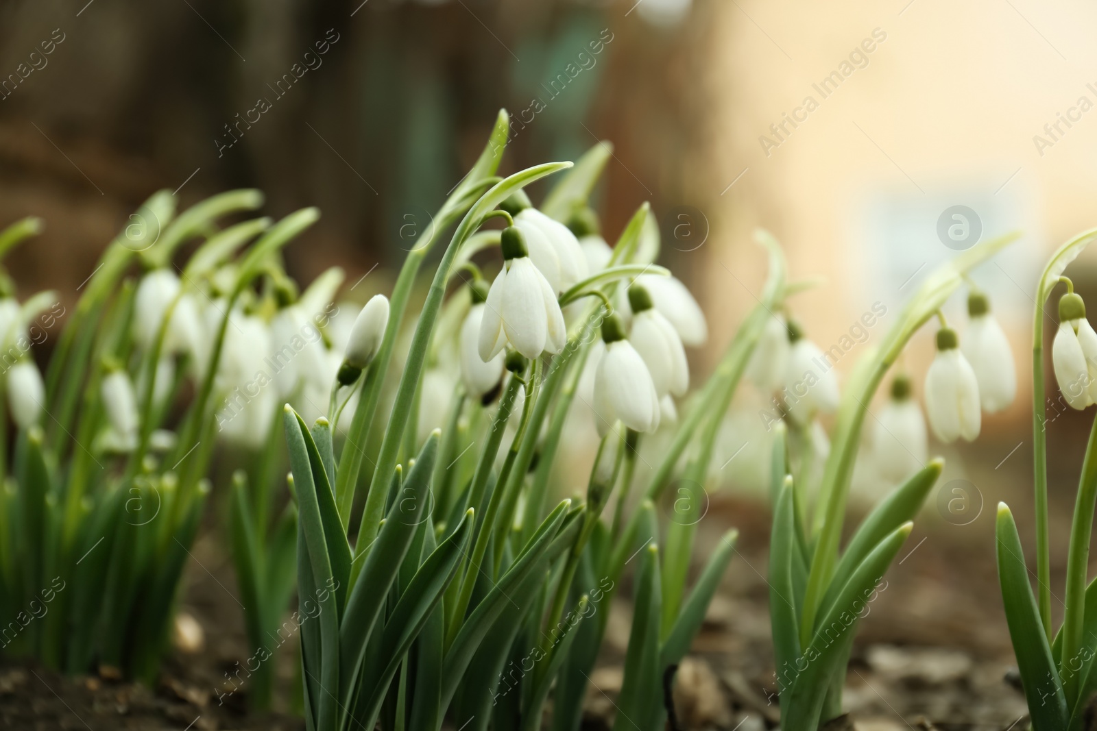 Photo of Fresh blooming snowdrop flowers growing in soil outdoors