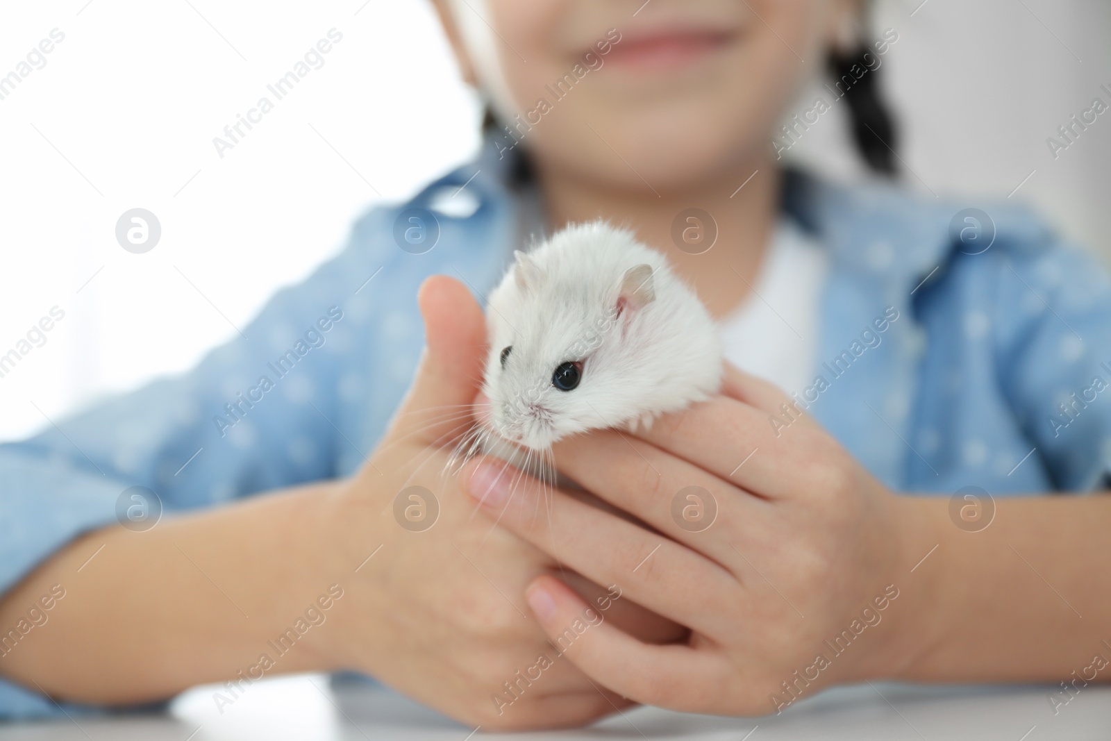 Photo of Little girl with cute hamster at table indoors, closeup