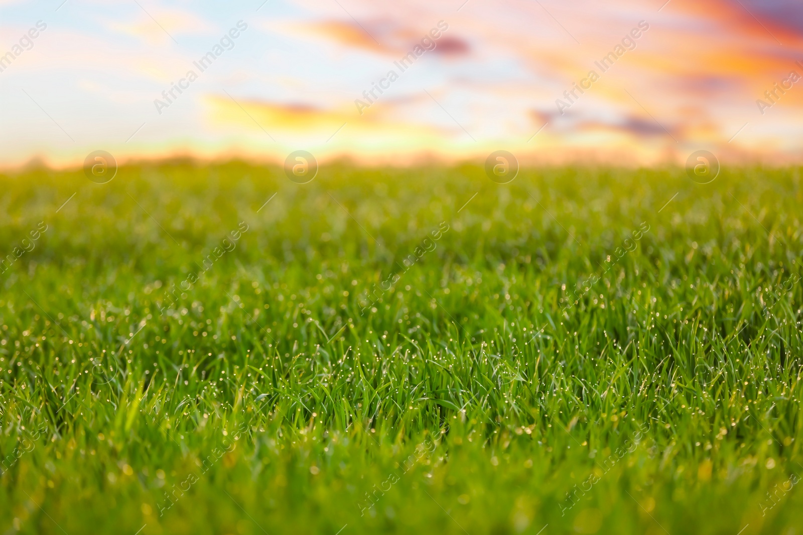 Photo of Young green grass with dew drops in field on spring morning