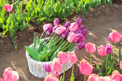 Basket with blossoming tulips in field on sunny spring day