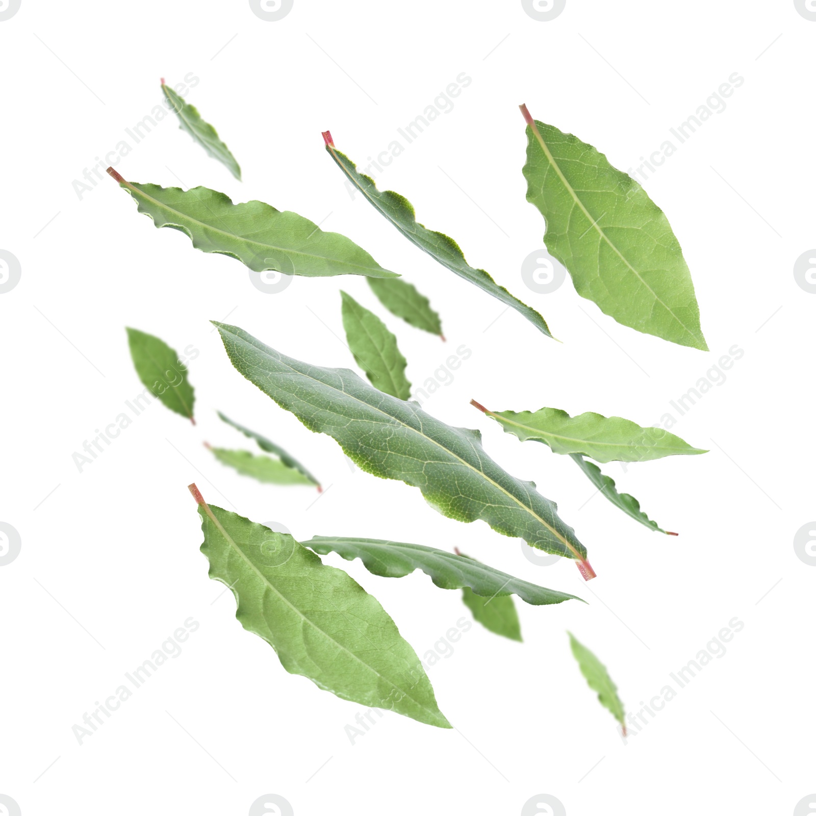 Image of Fresh bay leaves falling on white background