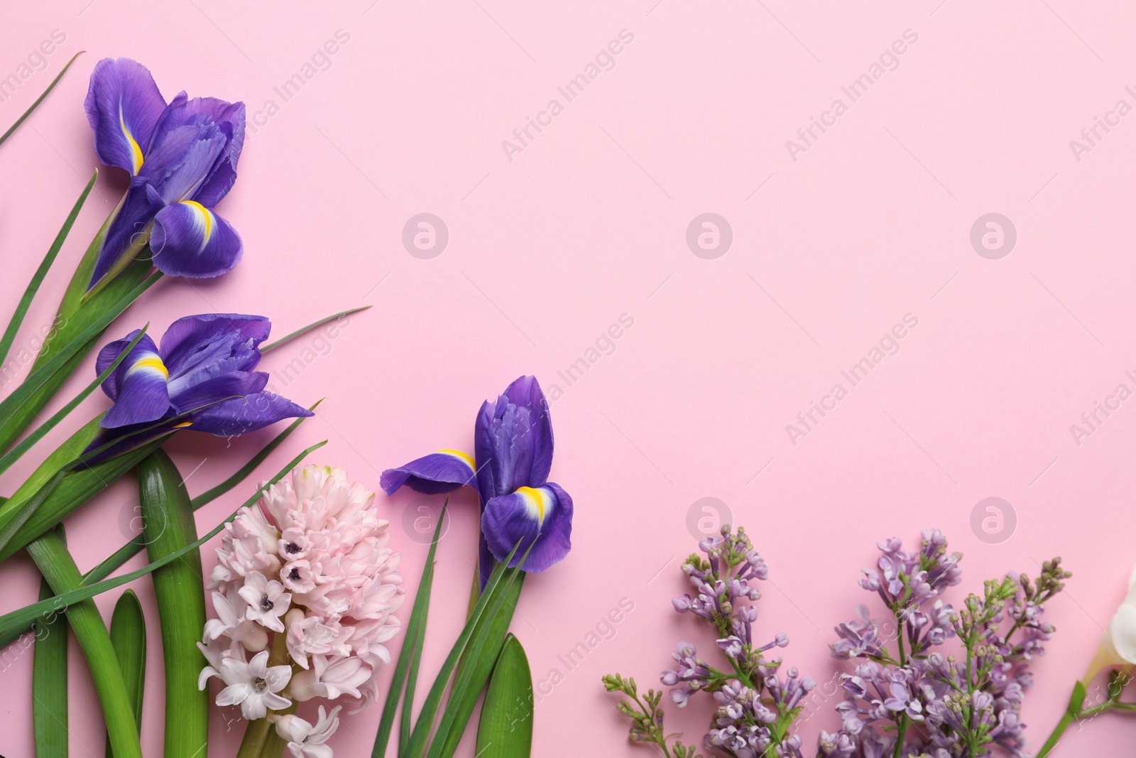 Photo of Flat lay composition with spring flowers on pink background. Space for text