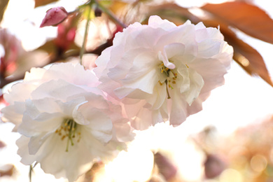 Blossoming pink sakura tree outdoors on spring day, closeup