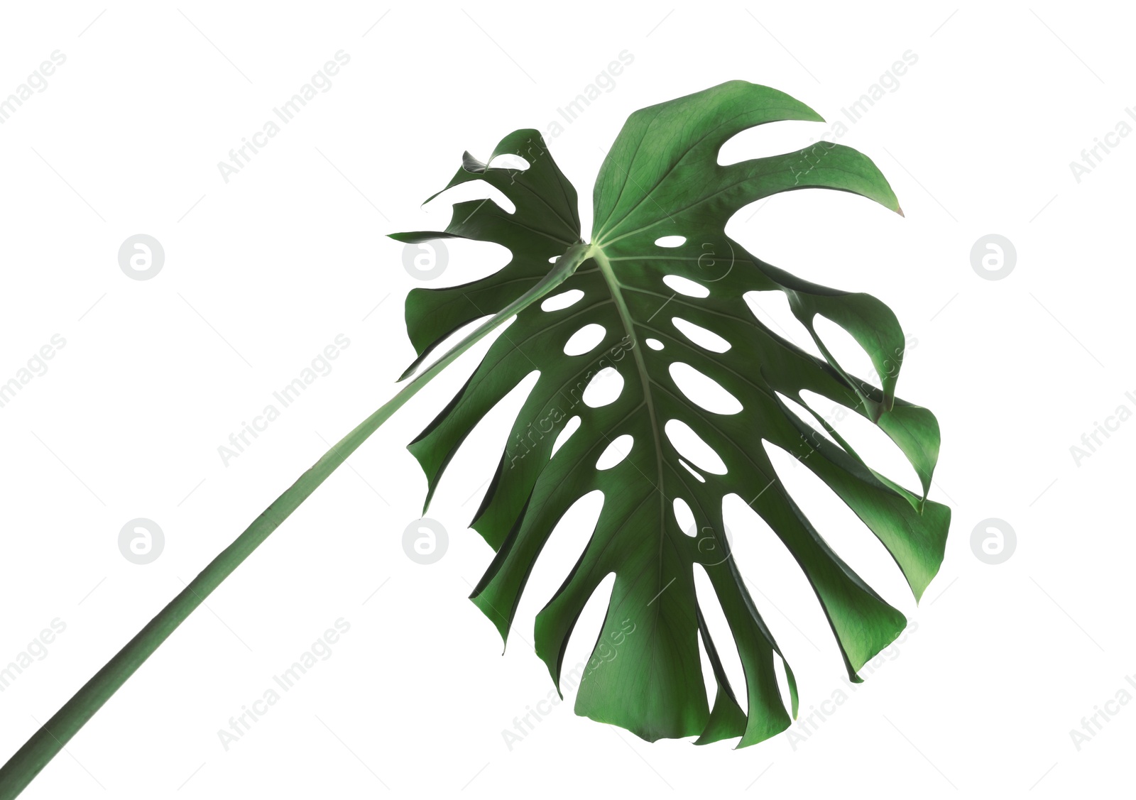 Photo of Green fresh monstera leaf isolated on white. Tropical plant