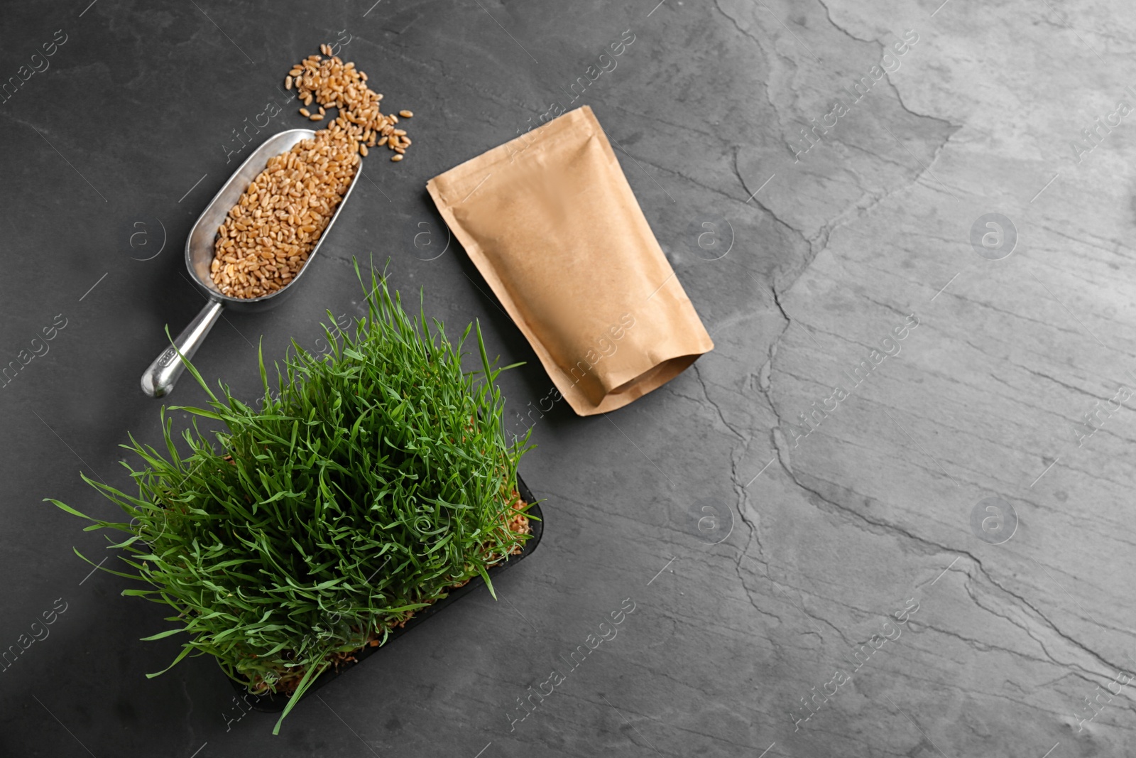 Photo of Flat lay composition with wheat grass, paper bag and grains on grey table. Space for text