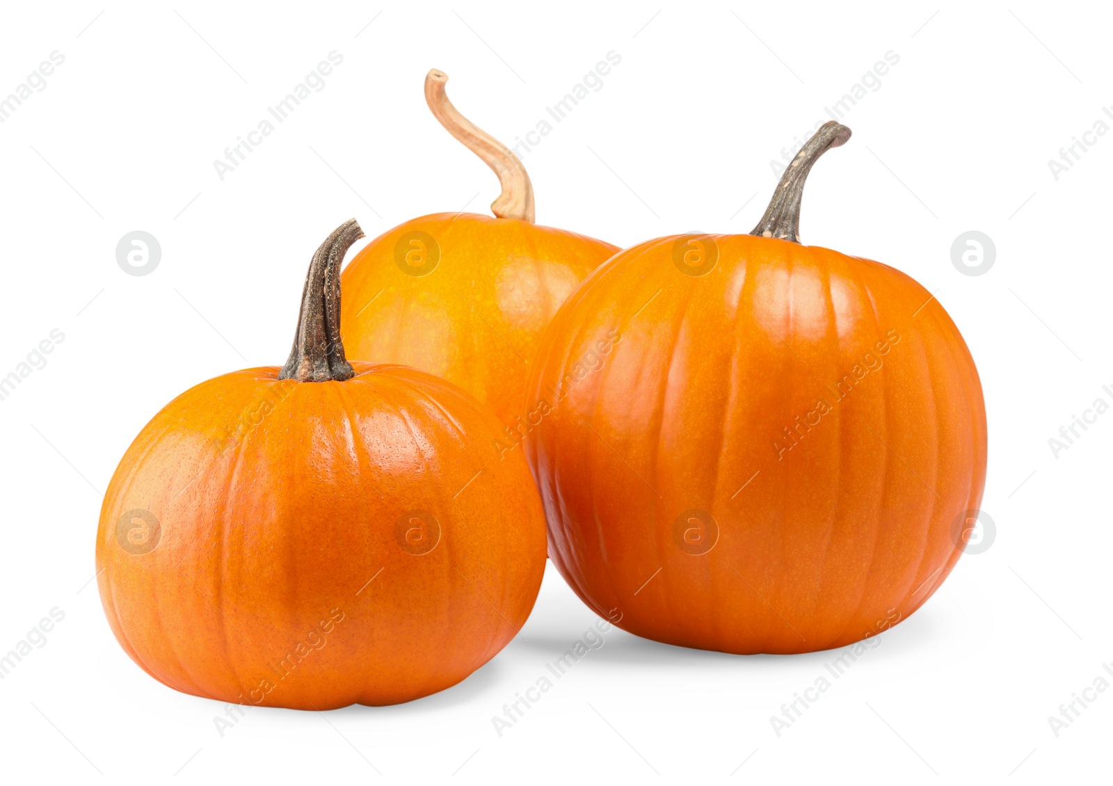 Photo of Many fresh orange pumpkins isolated on white