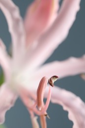 Photo of Beautiful pink Bowden flower on blurred background, macro view