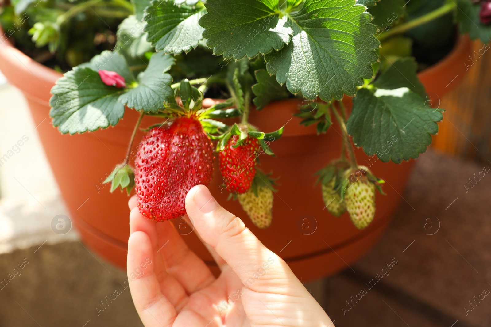 Photo of Woman picking ripe strawberry from potted plant, closeup