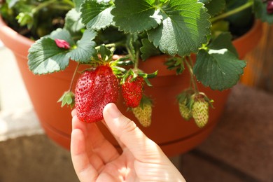 Woman picking ripe strawberry from potted plant, closeup