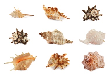 Set of different beautiful sea shells on white background