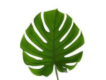 Photo of Fresh tropical monstera leaf on white background