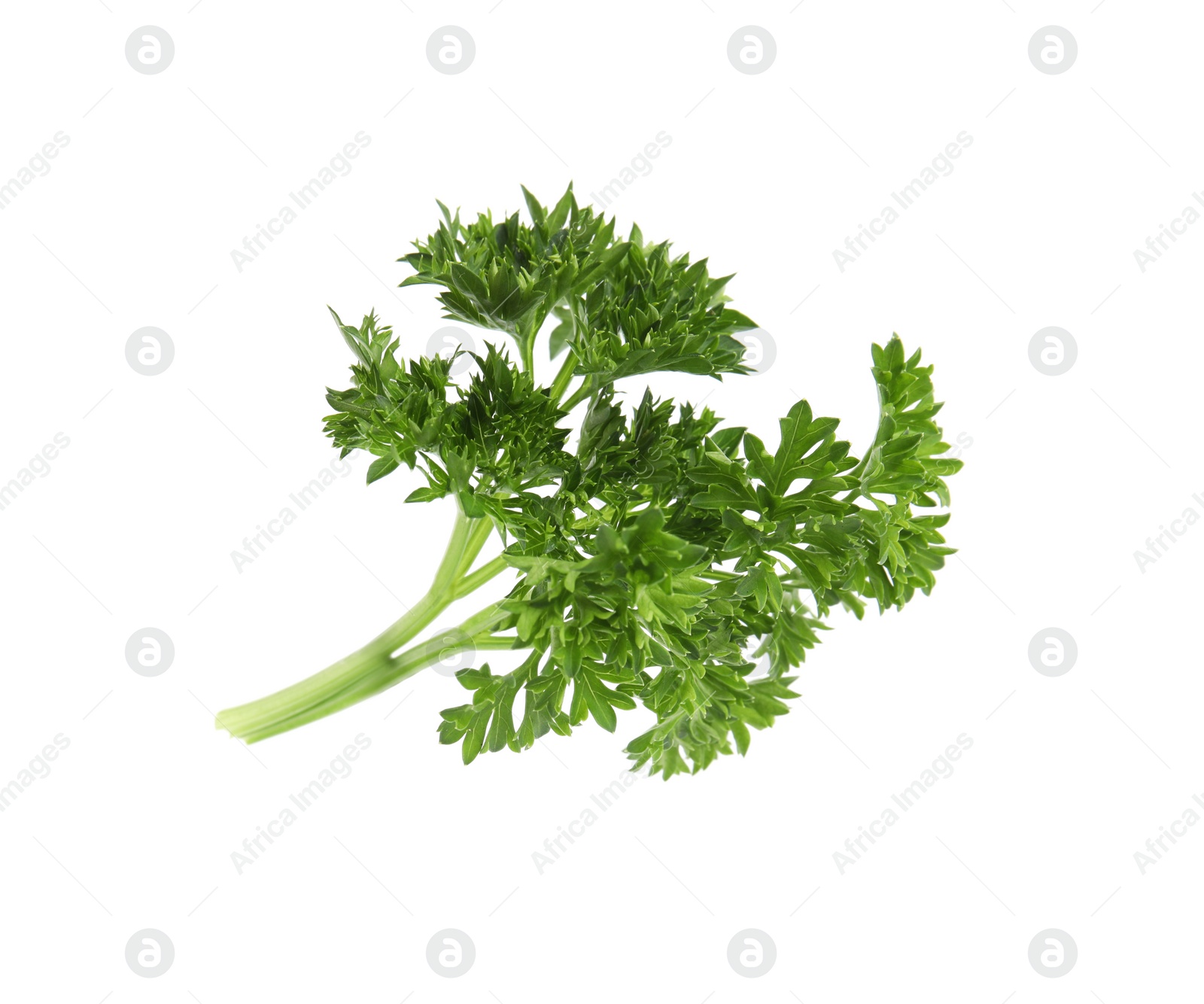 Photo of Fresh green organic parsley on white background