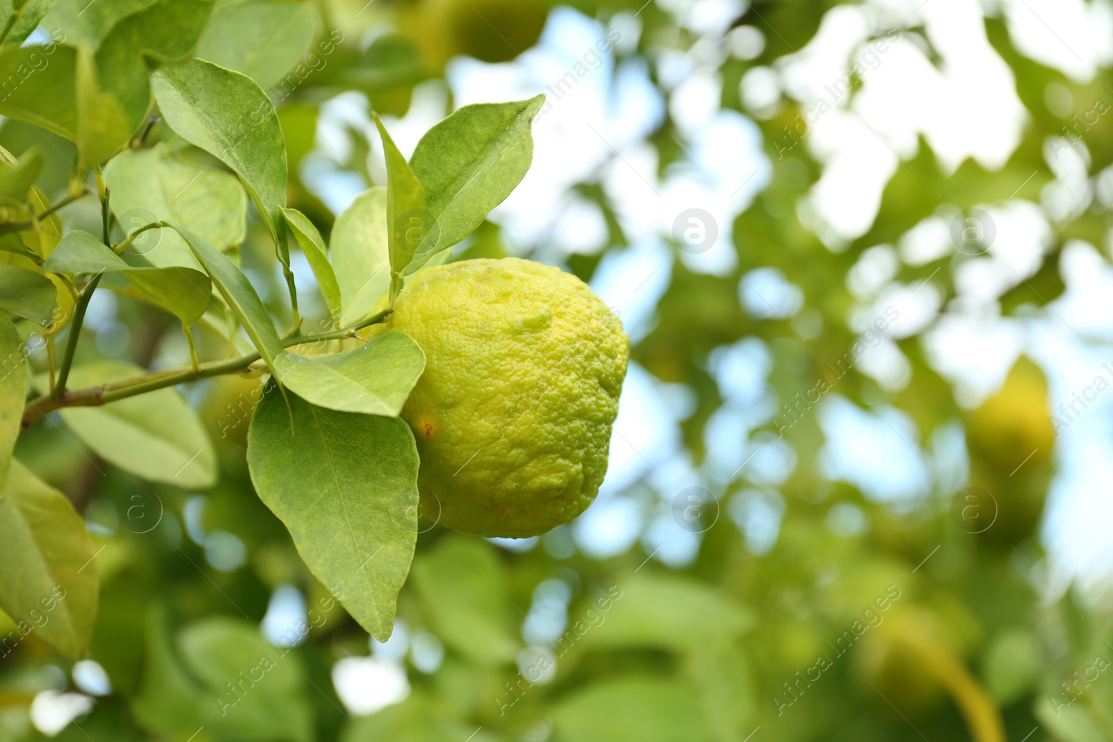 Photo of Fresh ripe trifoliate orange growing on tree outdoors, closeup. Space for text