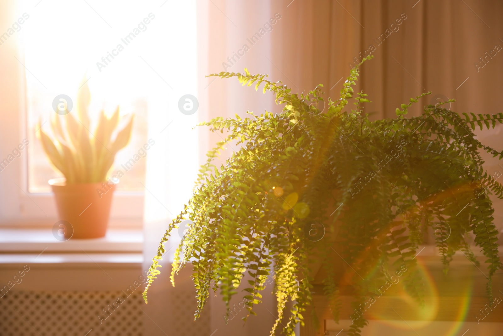 Photo of Beautiful fern plant on table at home. Space for text