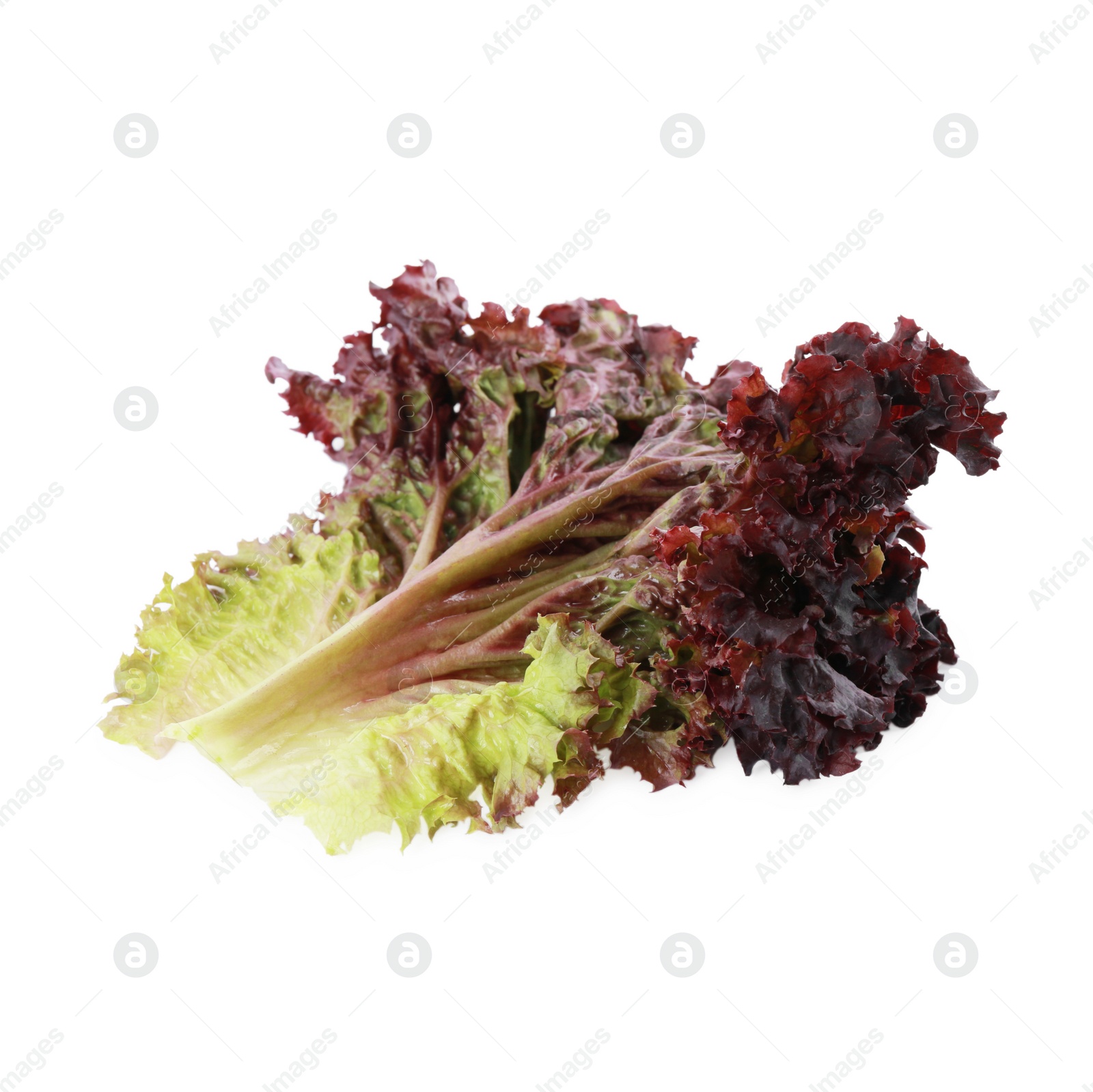 Photo of Leaf of fresh red coral lettuce isolated on white