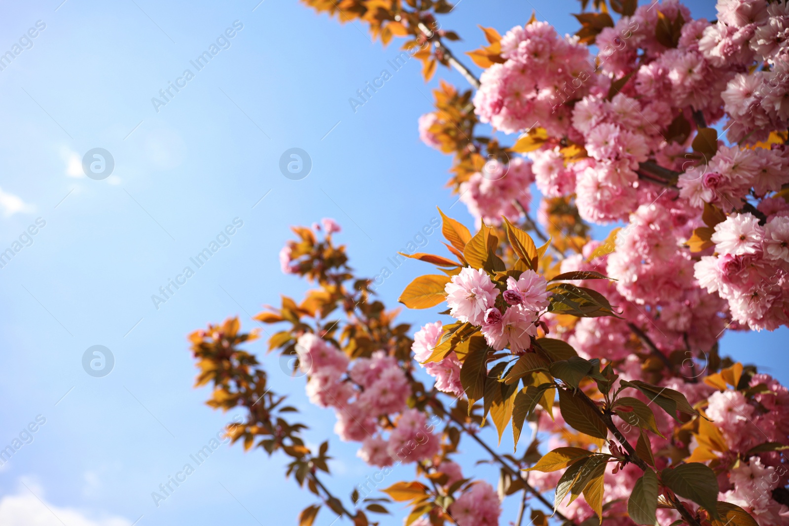 Photo of Closeup view of blossoming pink sakura tree outdoors