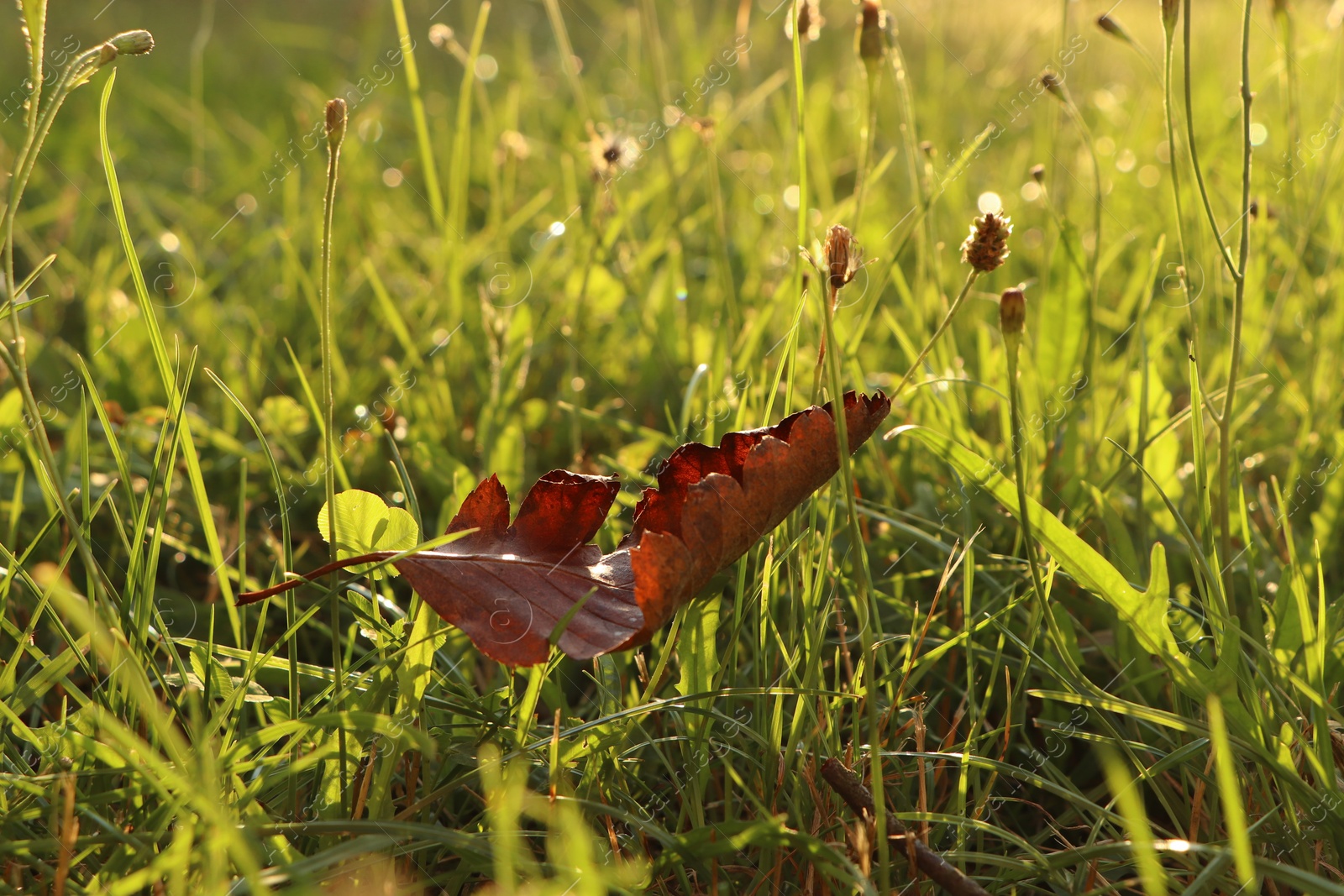 Photo of Autumn leaf on green grass in park