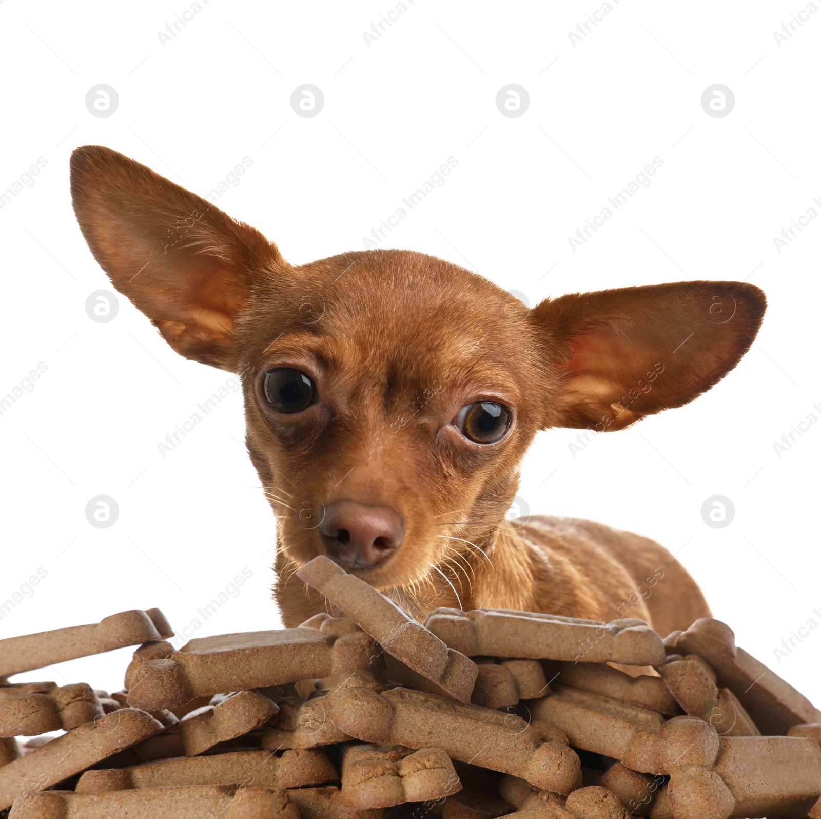 Image of Cute dog and tasty bone shaped cookies on white background