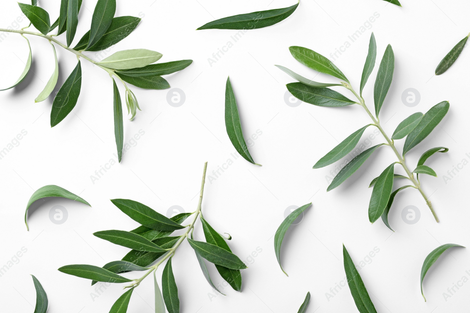 Photo of Composition with fresh green olive leaves and twigs on white background, top view