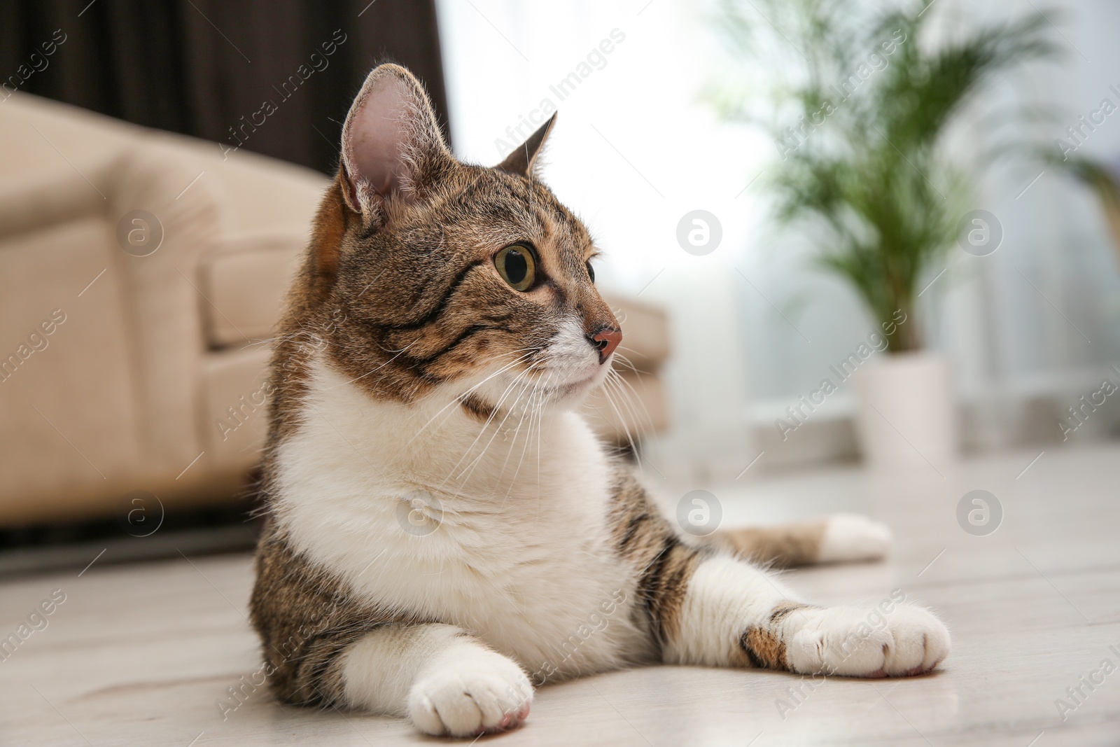 Photo of Cute tabby cat lying on wooden floor at home. Friendly pet