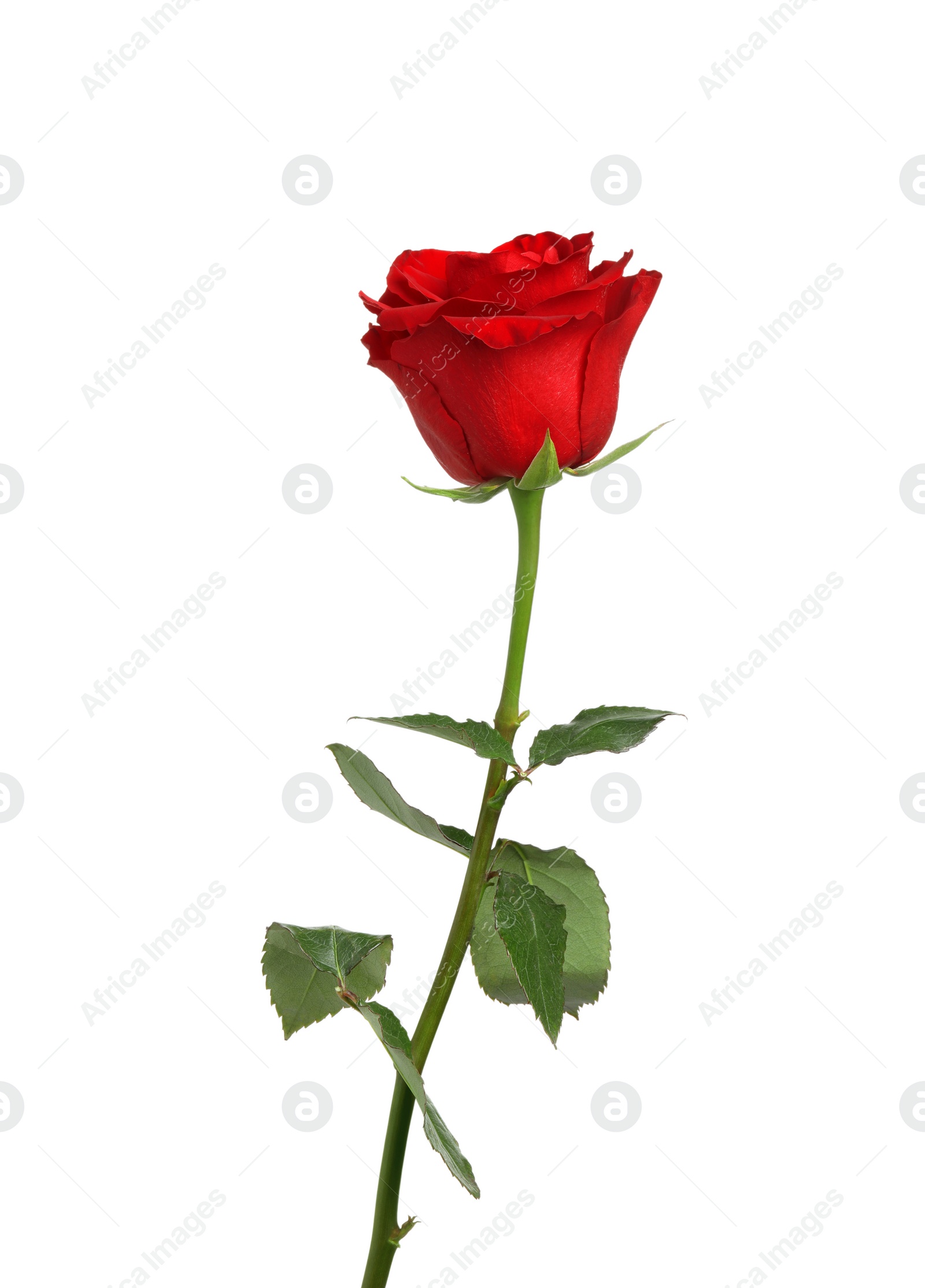 Photo of Beautiful fresh red rose isolated on white