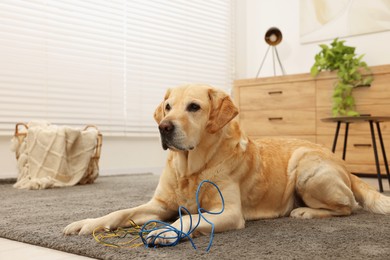 Photo of Naughty Labrador Retriever dog near damaged electrical wire at home. Space for text