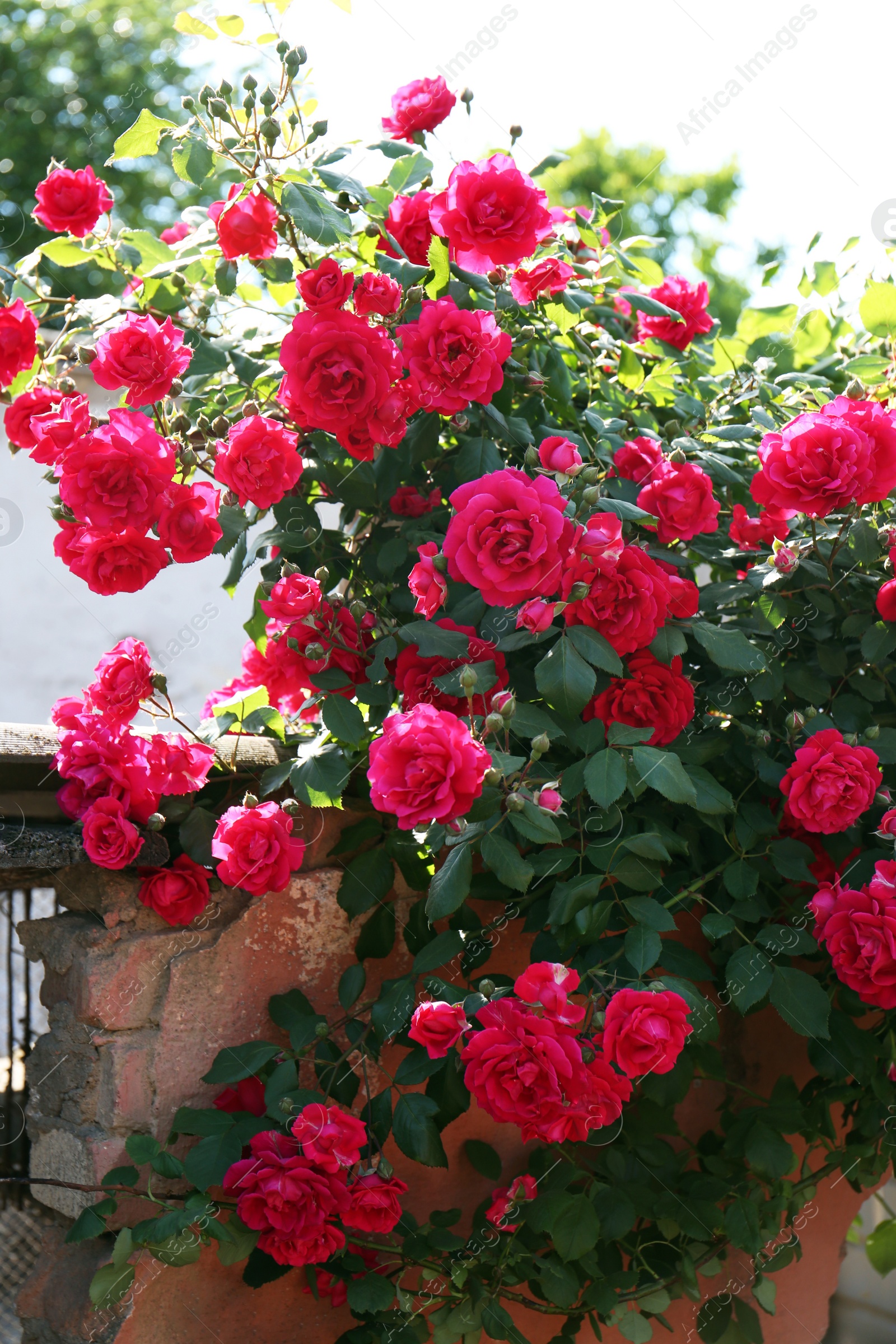 Photo of Beautiful blooming pink rose bush outdoors on sunny day