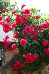 Photo of Beautiful blooming pink rose bush outdoors on sunny day
