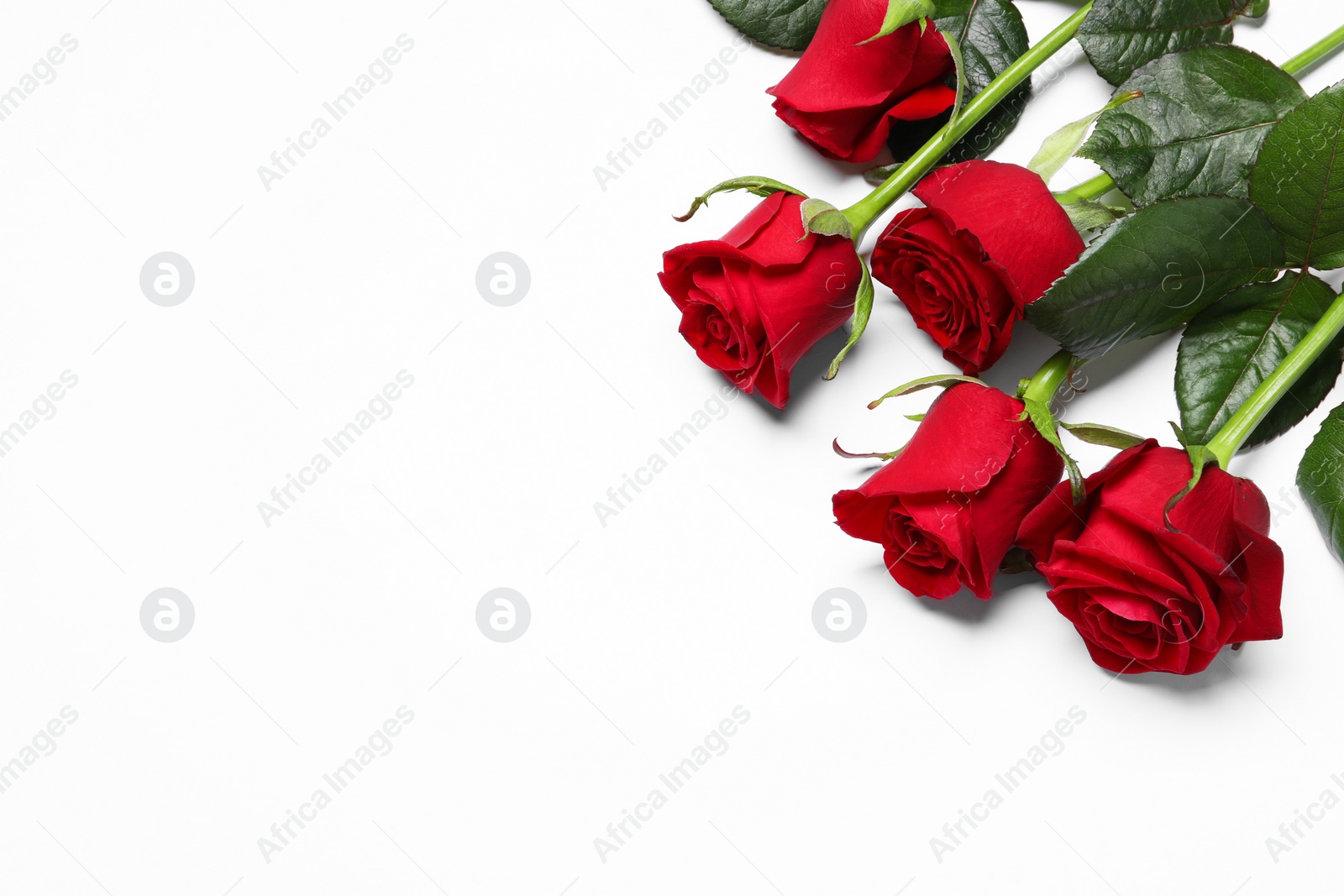 Photo of Beautiful red roses on white background, above view. Space for text