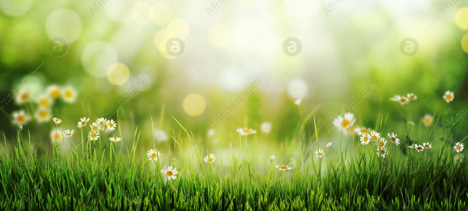 Image of Beautiful blooming chamomiles in green meadow on sunny day, bokeh effect. Banner design