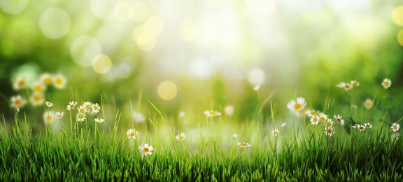 Image of Beautiful blooming chamomiles in green meadow on sunny day, bokeh effect. Banner design