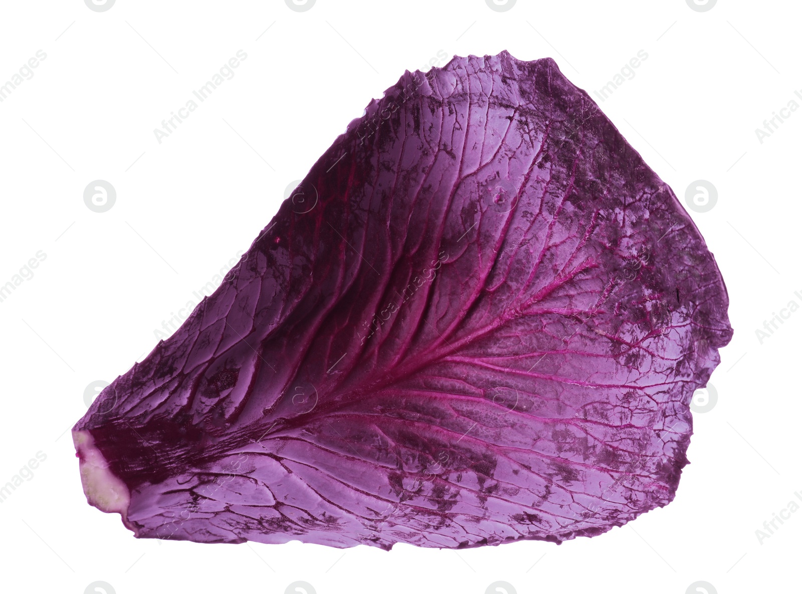 Photo of Fresh red cabbage leaf isolated on white