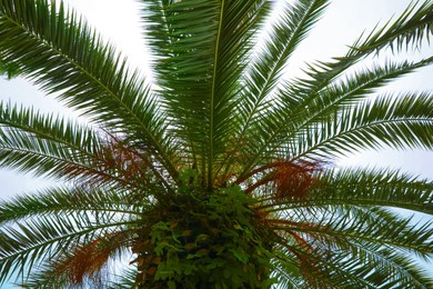 Beautiful tropical leaves of palm tree against clear sky
