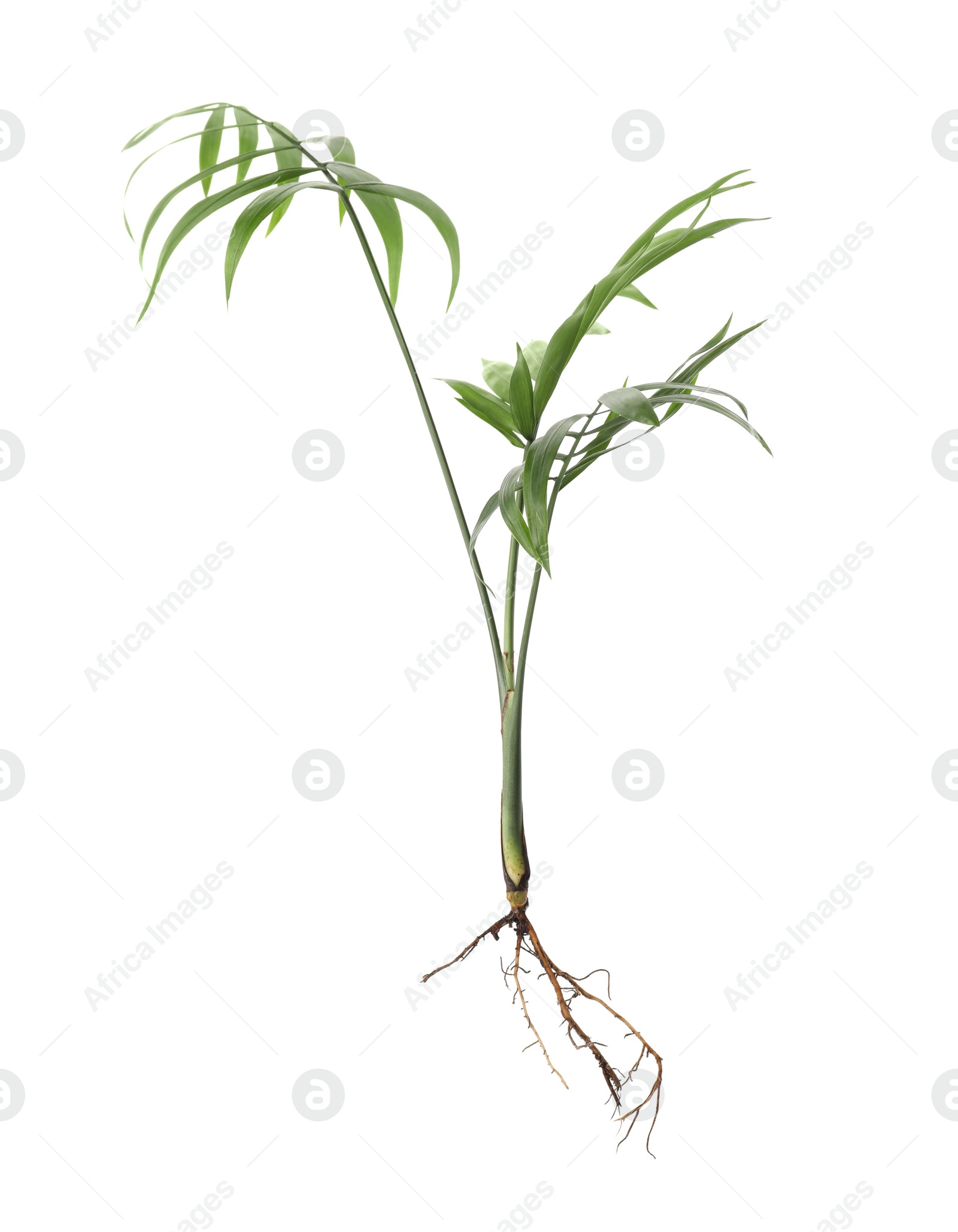 Photo of Houseplant seedling with leaves isolated on white