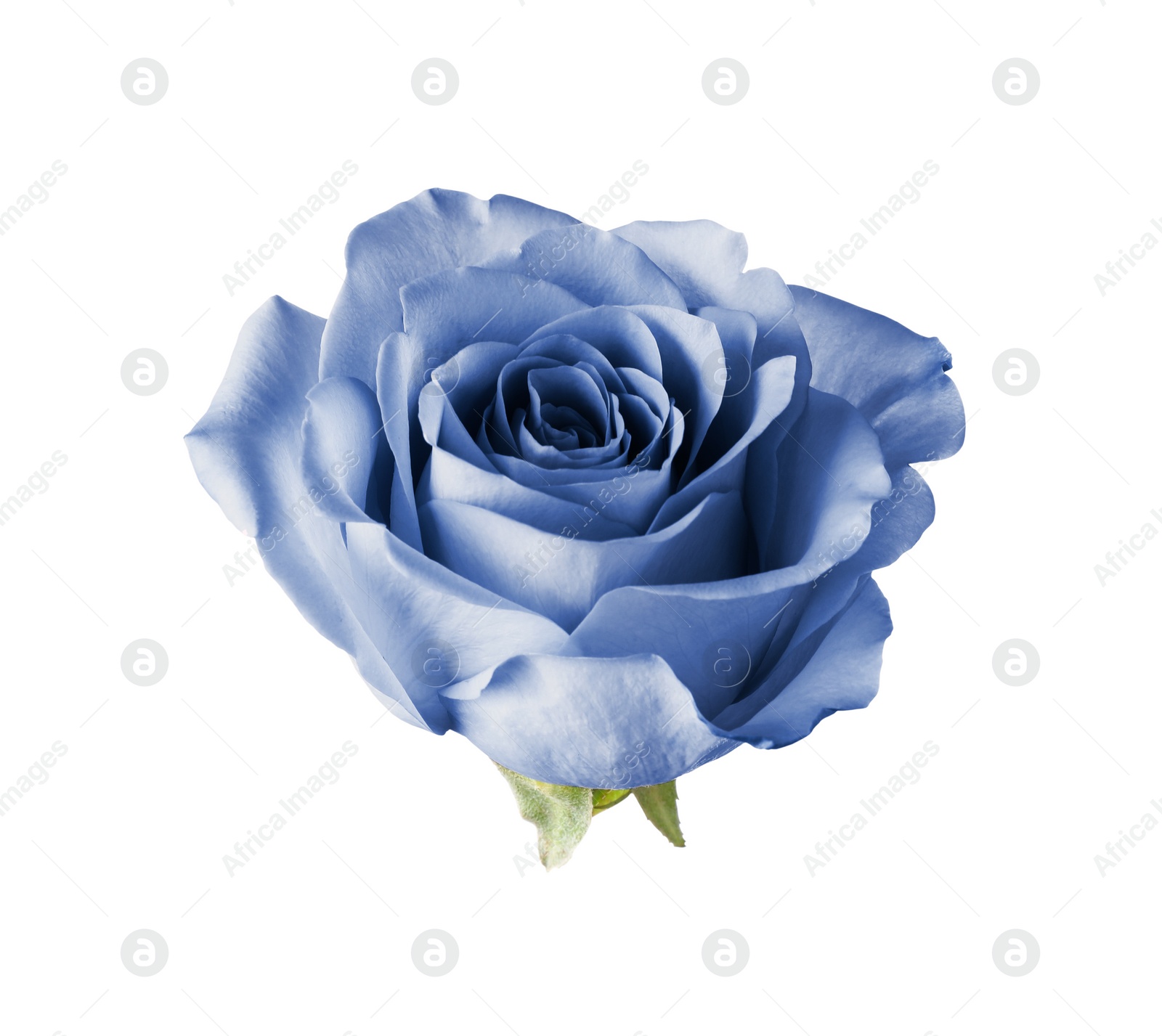 Image of Beautiful blooming light blue rose on white background