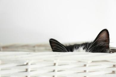 Cute cat relaxing in wicker basket on light background