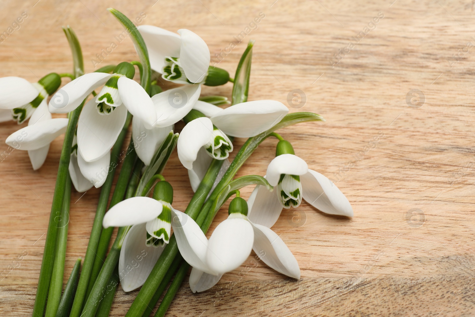 Photo of Beautiful snowdrops on wooden table, flat lay. Space for text