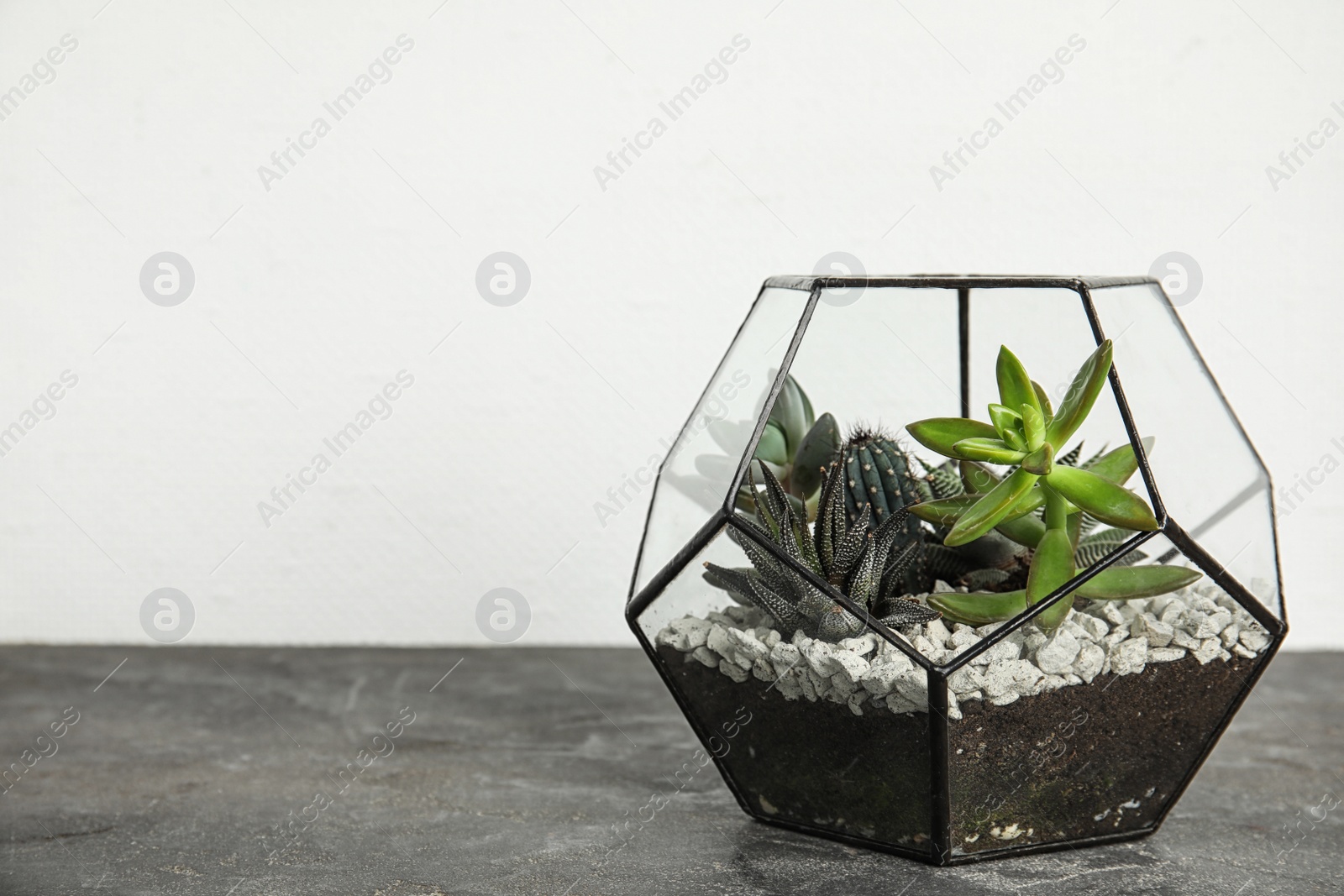 Photo of Glass florarium with different succulents on table against white background, space for text