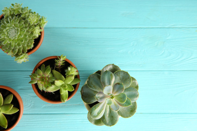 Many different echeverias on light blue wooden table, flat lay with space for text. Beautiful succulent plants
