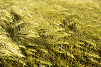 Photo of Wheat field on sunny day. Amazing nature in  summer