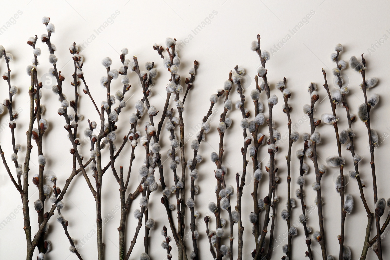 Photo of Beautiful willow branches with fuzzy catkins on beige background, flat lay