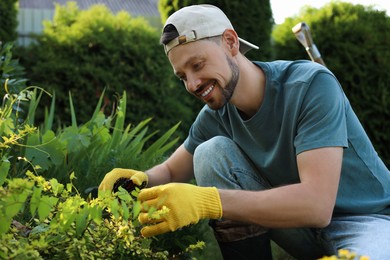 Photo of Happy man cutting plant outdoors on sunny day. Gardening time