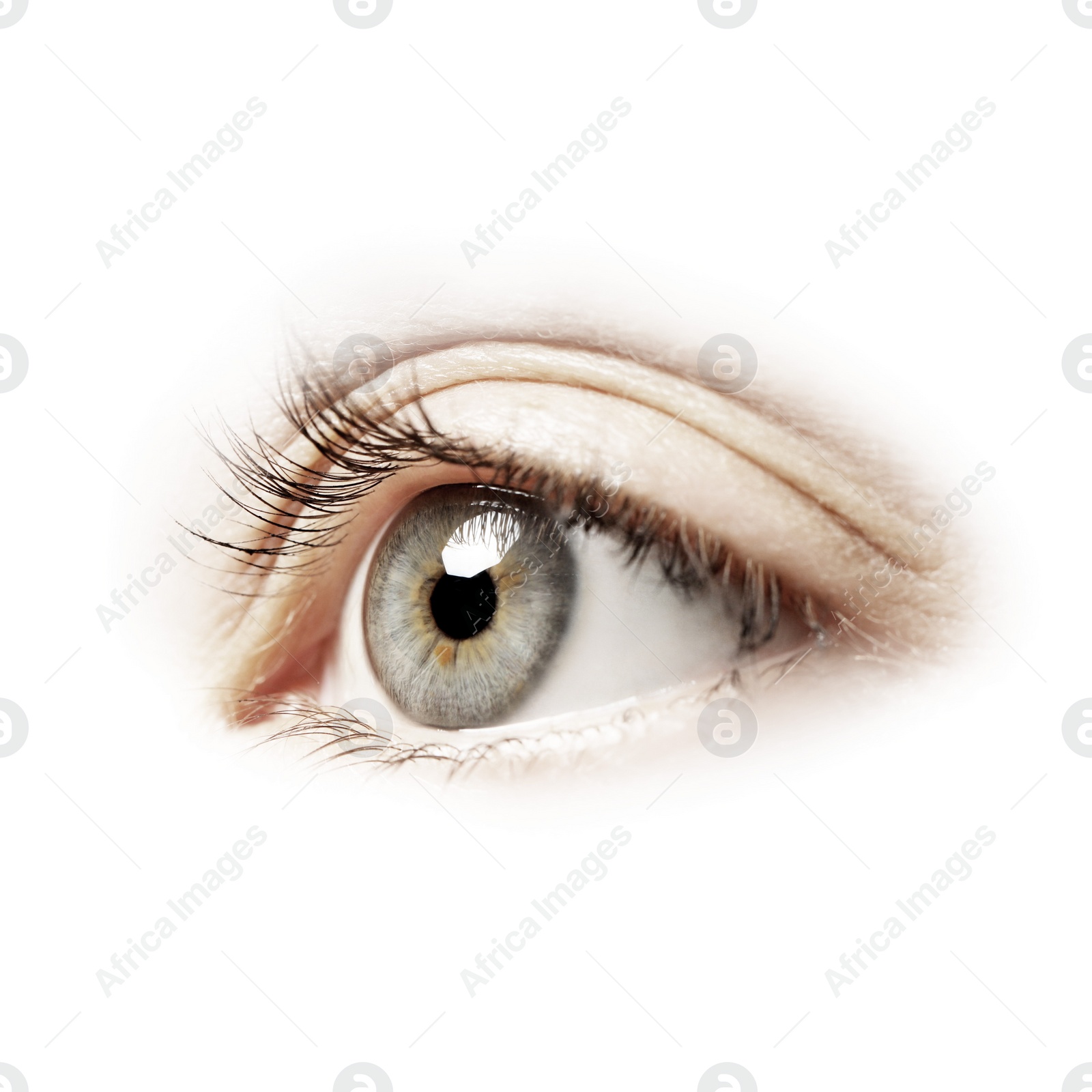 Image of Beautiful human eye isolated on white, closeup