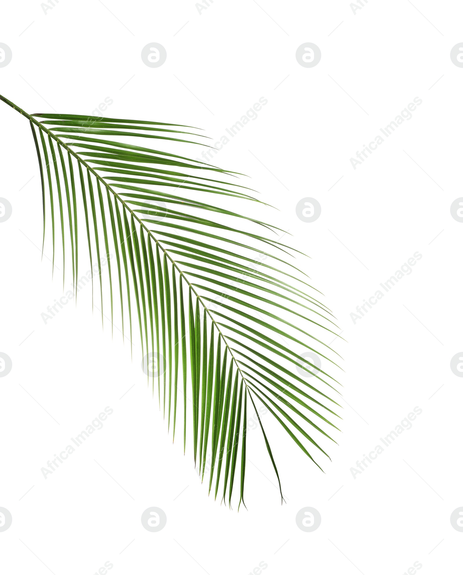 Photo of Beautiful lush tropical leaf isolated on white
