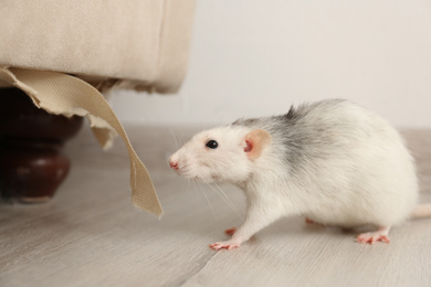 Photo of Rat near damaged furniture indoors. Pest control